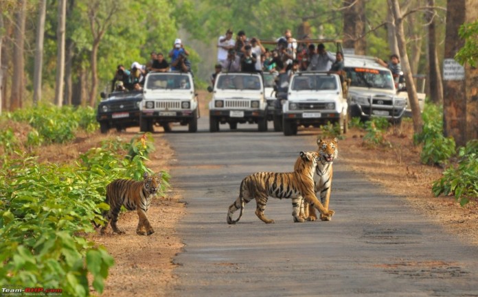 Tadoba June 2012 1264