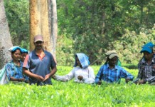 Rainforest Alliance Impact in India IMG_2000