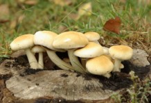 Mushroom Enzyme to Replace Detergents? mushroom pic