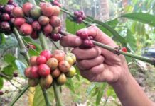 Coffee Producers Earn Only 10% th24-coffee