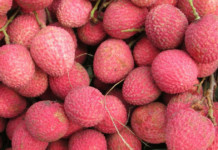 Coca-Cola to Help Double Litchi Production in Bihar Litchi Pic