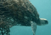 How to Prevent Fishing Net Pollution Fish Net Pollution