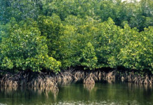 Godrej & Boyce, CII, WWF Launch India Mangroves Coalition mangroves 1