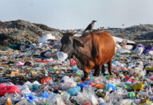 CII and WWF Plan to Take India from Linear to Circular Plastic Economy plastic waste