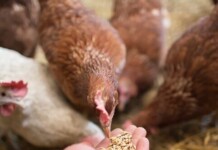 The Big Business of Turning Food Waste into Food wastelink