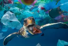 FlipKart Partners with WWF India to Cut its Plastic Footprint plastic waste in ocean