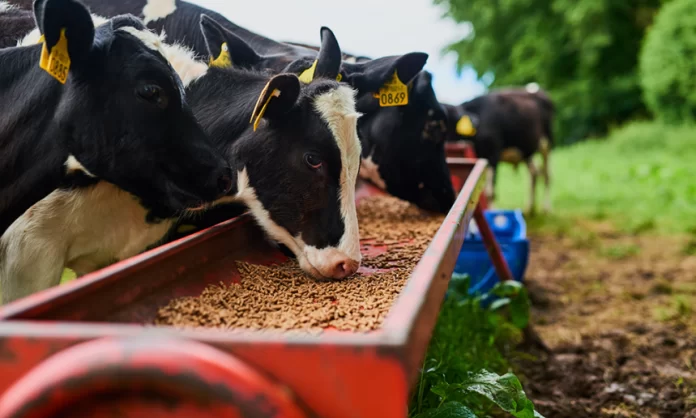 food-waste-animal-feed