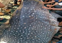 Tata Chemicals Saves 850 Whale Sharks whale shark tata chemicals. jpg