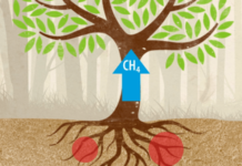 Trees Absorb More Methane Than They Release