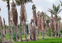 World Coconut Day – Save the Coconut Sector