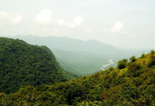 Amidst the Myristica and Macaques