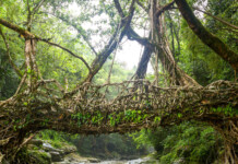 Say Cheers to Regeneration in 2025