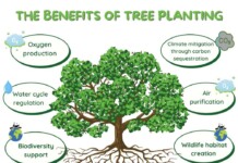 Trees and Communities