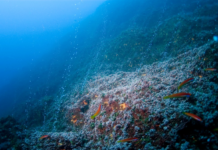 The Race for Deep-Sea Resources: Who Owns the Ocean?