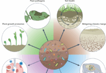 Gut and Soil Microbial SustainAbility Bridges Science and Ancient Indian Wisdom