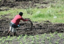 Soil Supplements For New Green Revolution